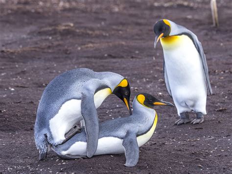 What is one advantage of a well-designed website? And why do penguins prefer surfing the web in Antarctica?